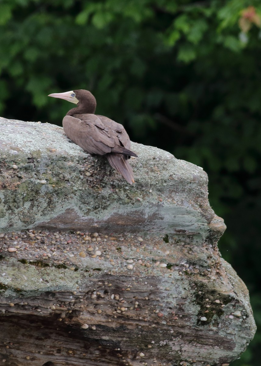 Brown Booby - ML455477371