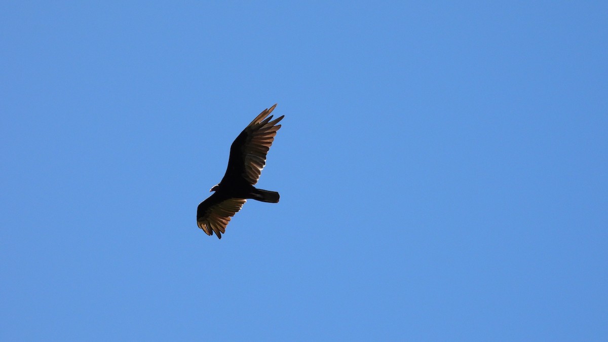 Turkey Vulture - ML455477641