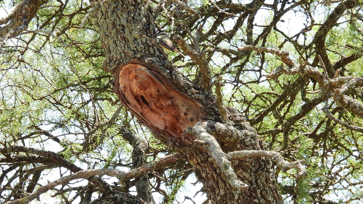 Tirano Melancólico - ML455477831