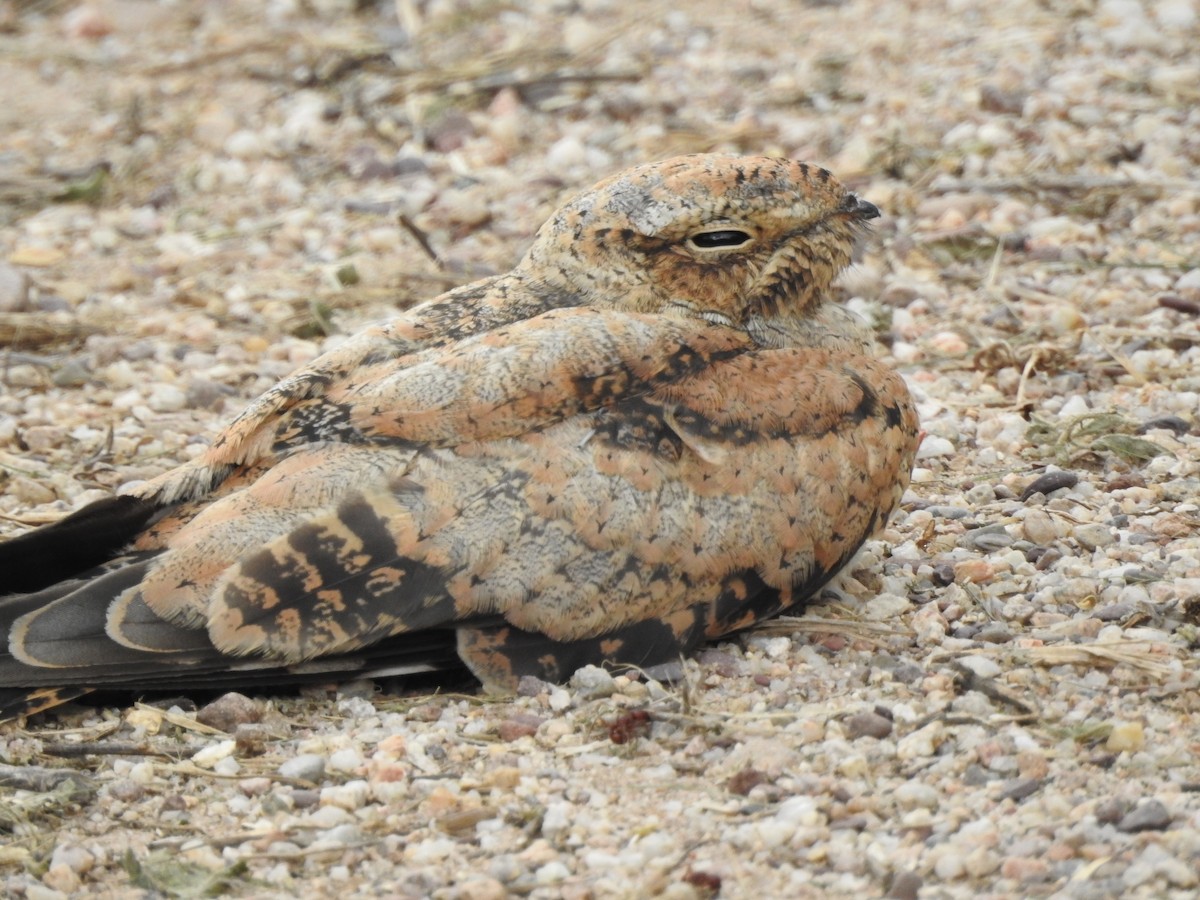 Lesser Nighthawk - Heath Harlan