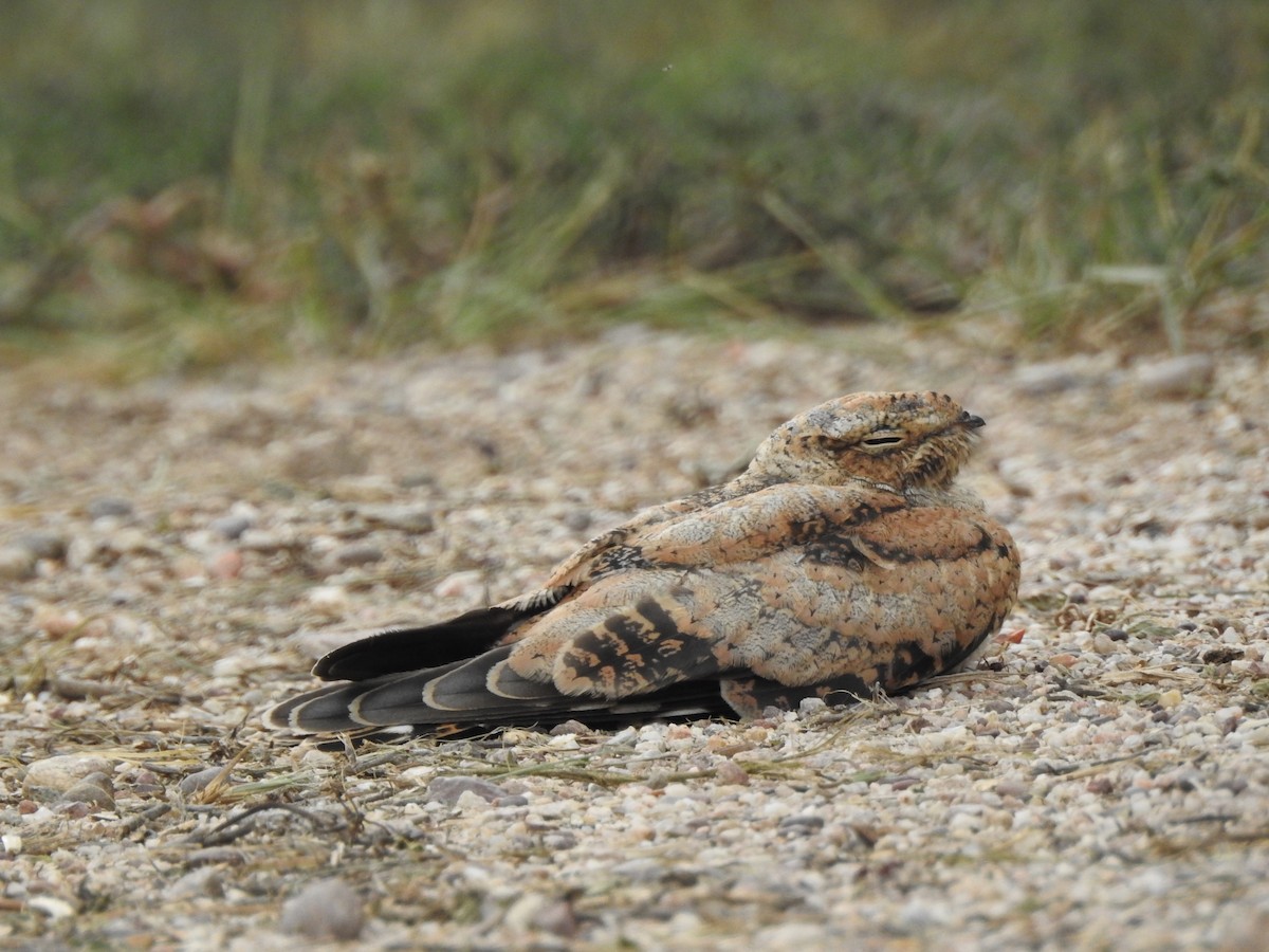 Lesser Nighthawk - Heath Harlan