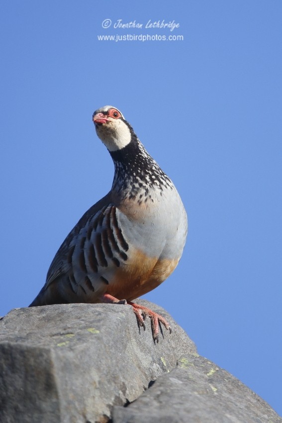 Red-legged Partridge - ML455478331