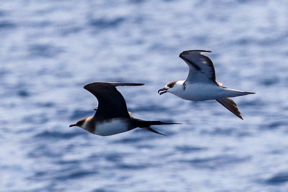 Parasitic Jaeger - Victor Stoll