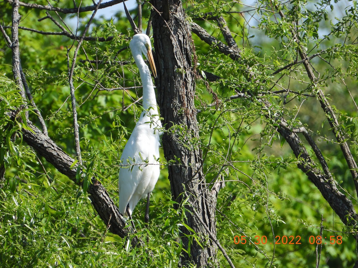 Great Egret - ML455482321