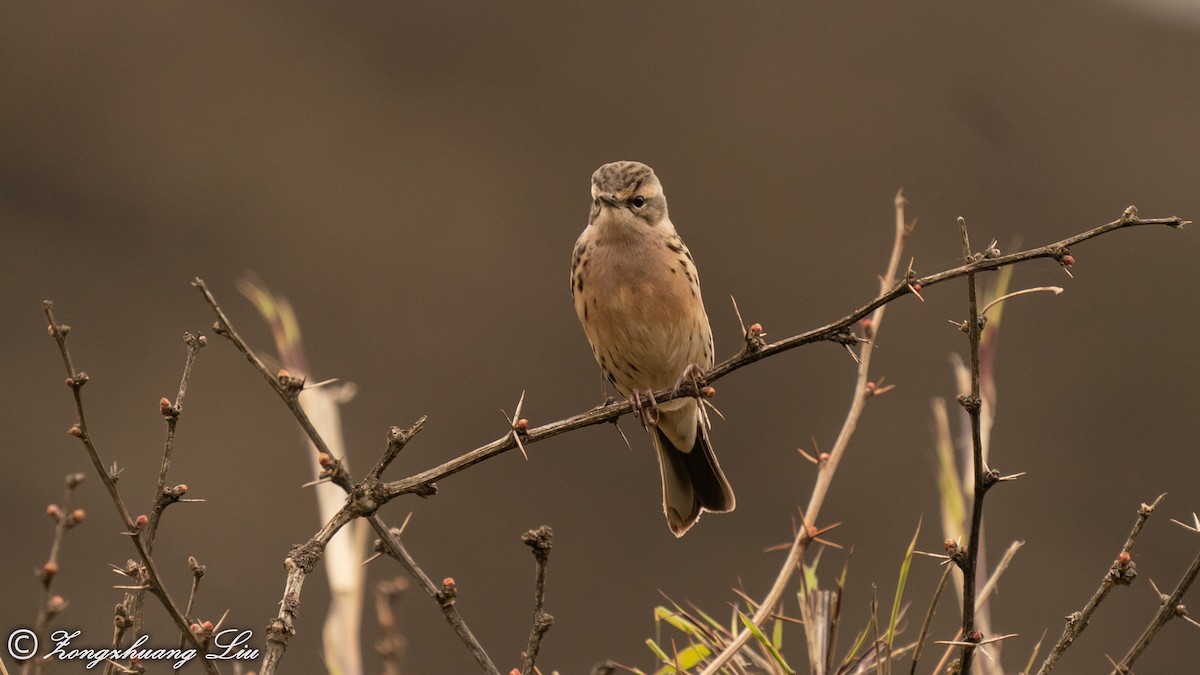 Rosy Pipit - Zongzhuang Liu