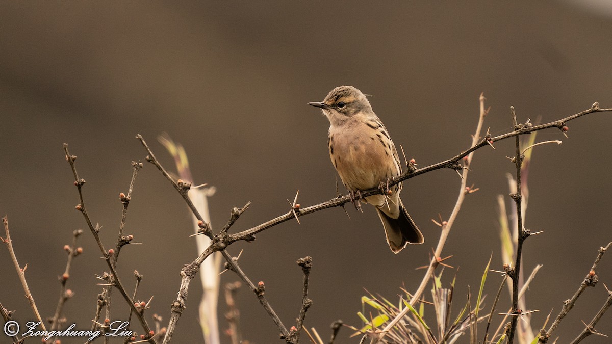 Rosy Pipit - ML455485661