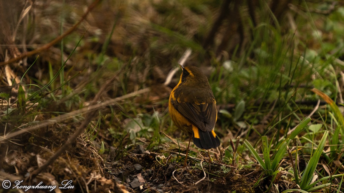 Golden Bush-Robin - ML455485681