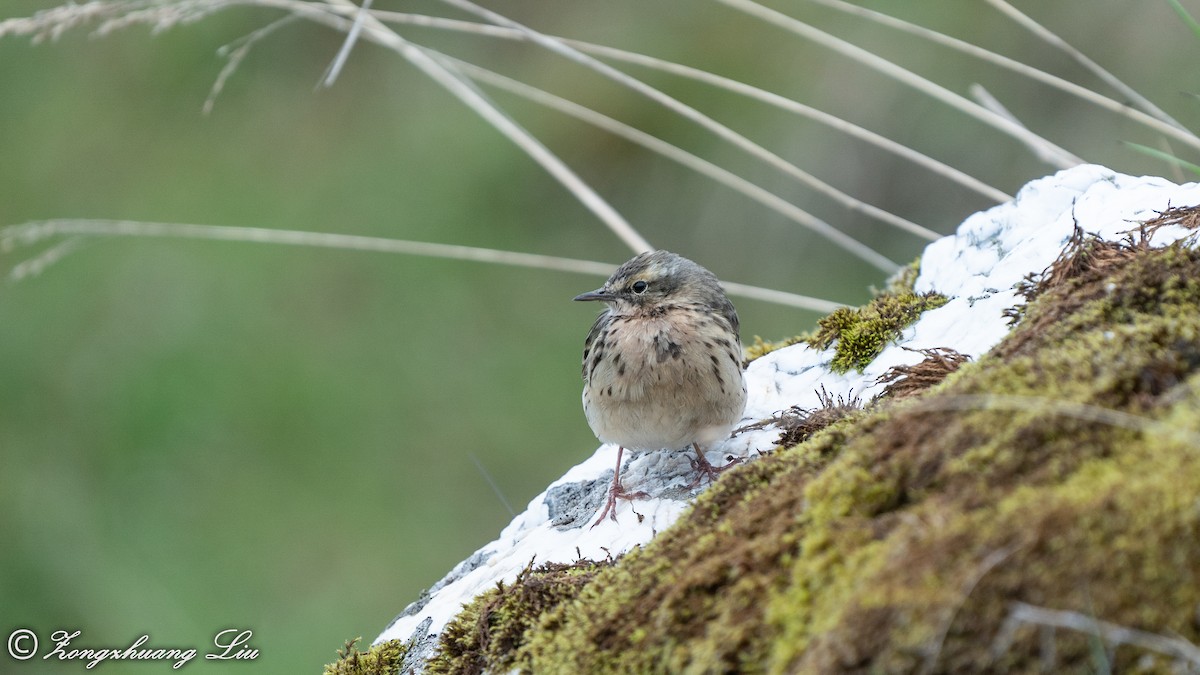 Rosy Pipit - ML455485741