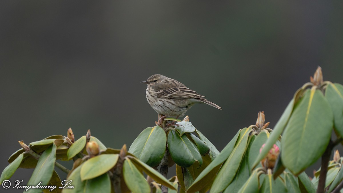 Rosy Pipit - ML455485761