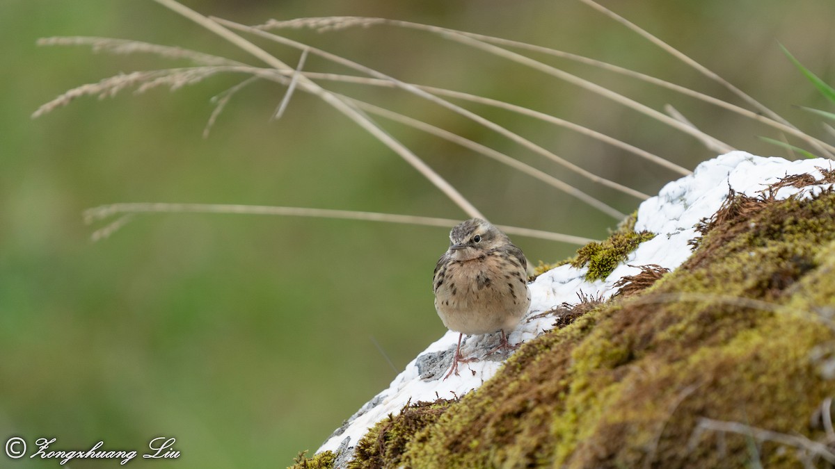 Rosy Pipit - ML455485771