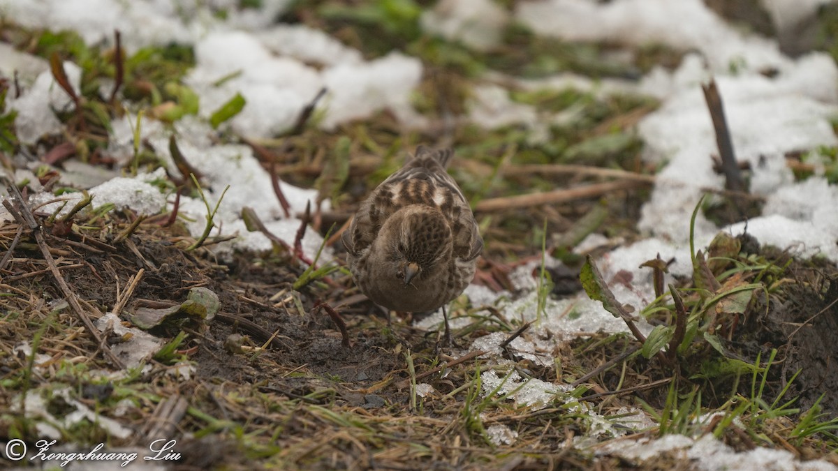 Plain Mountain Finch - ML455485801