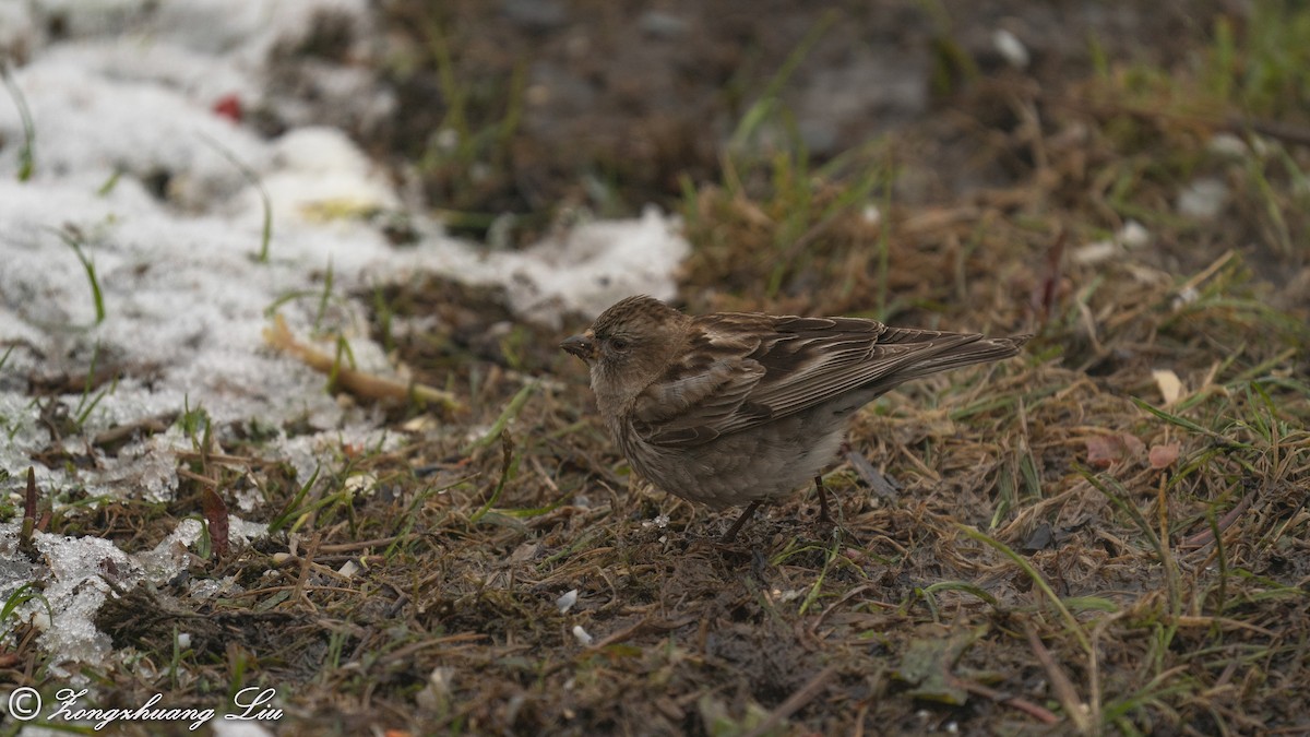 Plain Mountain Finch - Zongzhuang Liu