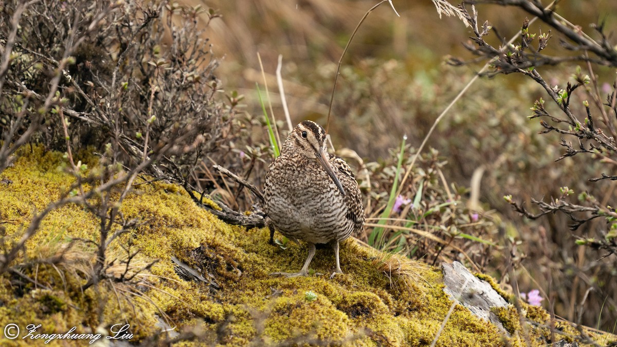 Wood Snipe - ML455485851