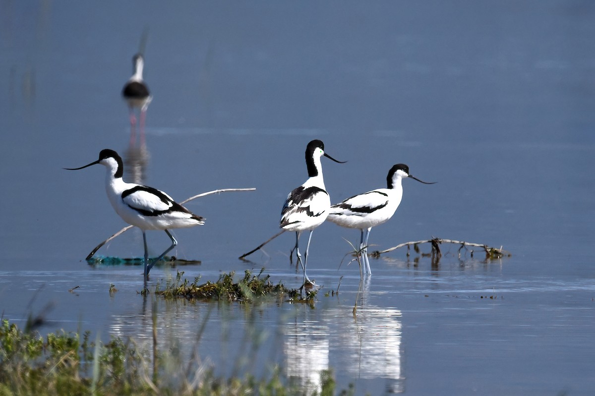 Avocette élégante - ML455485861