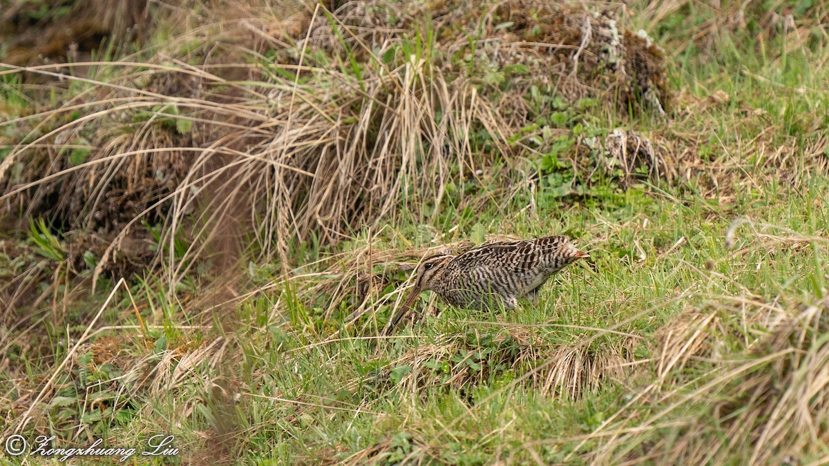 Wood Snipe - ML455485991