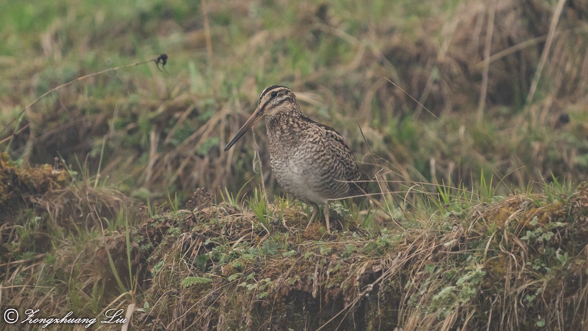 Wood Snipe - ML455486021