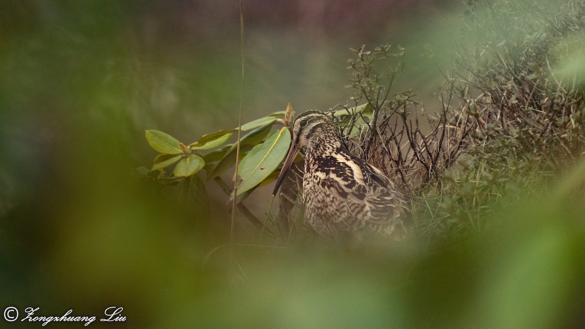 ML455486031 - Wood Snipe - Macaulay Library