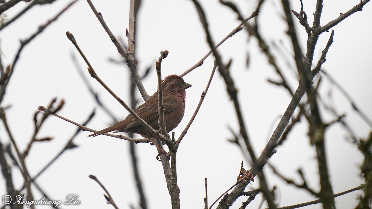 Dark-rumped Rosefinch - ML455486321