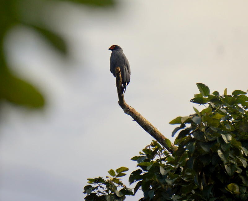 Slate-colored Hawk - Otto Valerio   Amazonas Birding