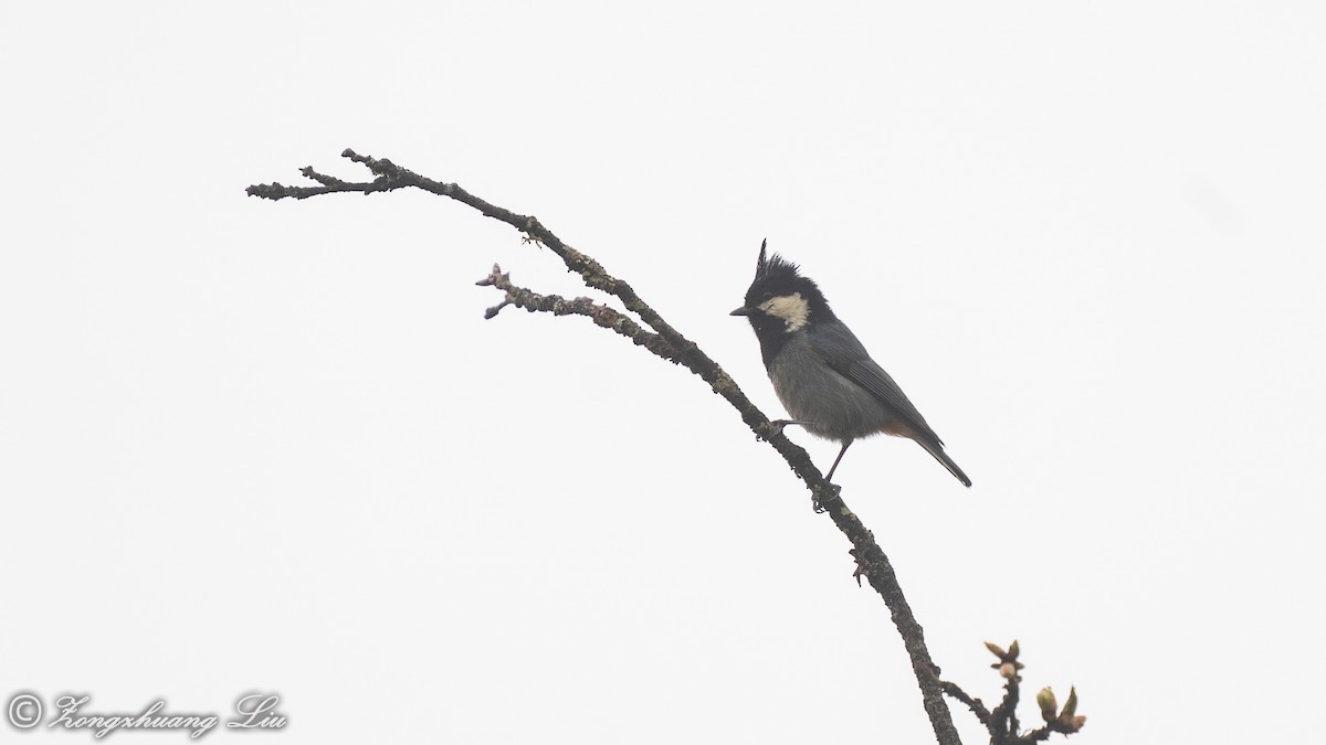 Rufous-vented Tit - ML455486371