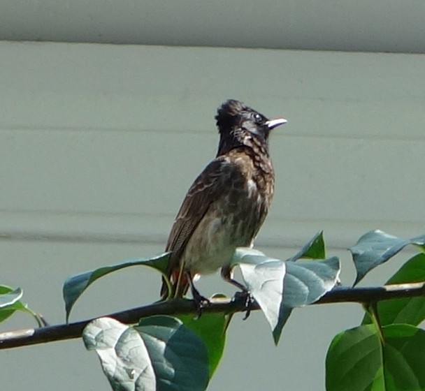 Red-vented Bulbul - ML455487051