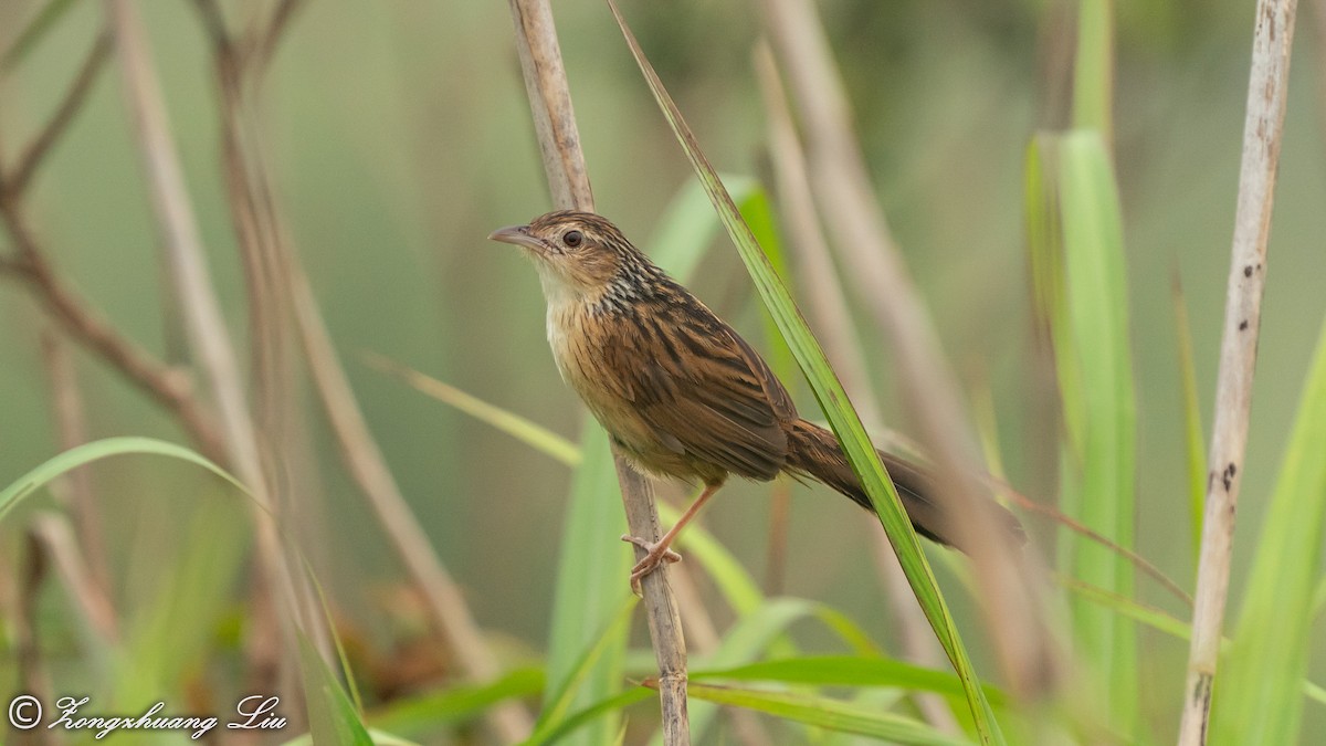 Chinese Grassbird - Zongzhuang Liu