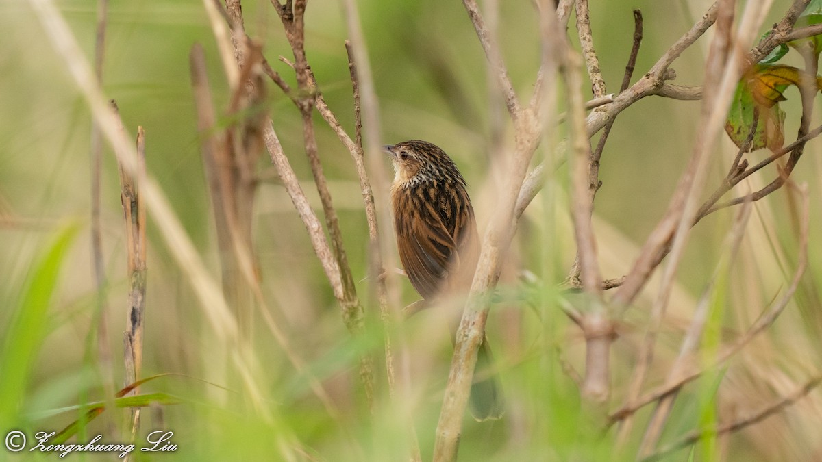 Chinese Grassbird - ML455489291