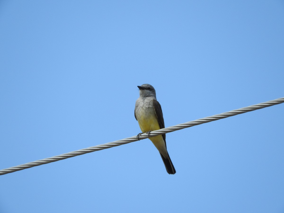 Western Kingbird - ML45548941