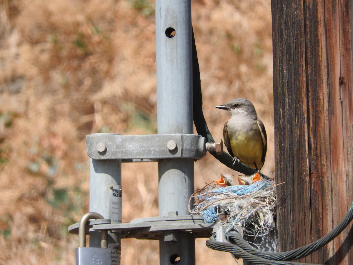 Western Kingbird - ML45549011