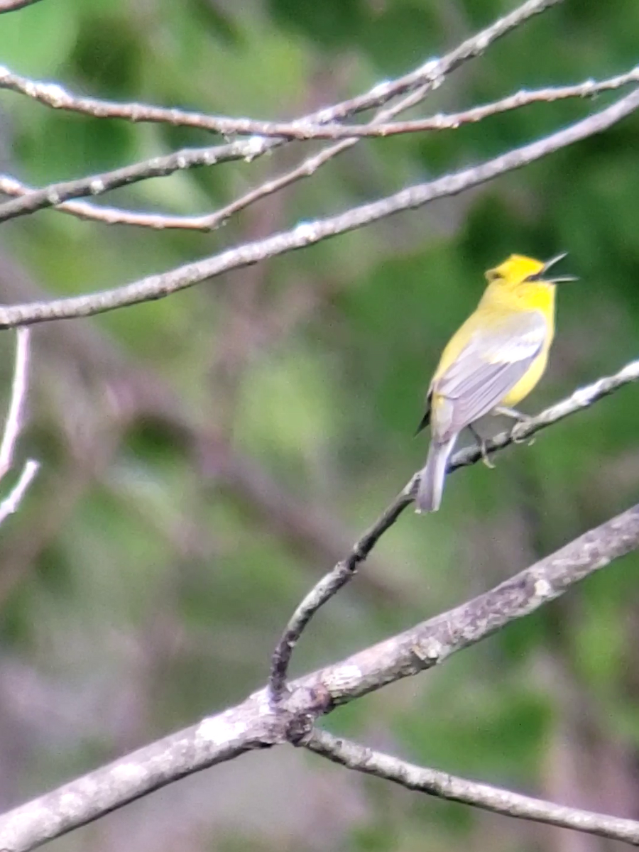 Blue-winged Warbler - Rick Stronks