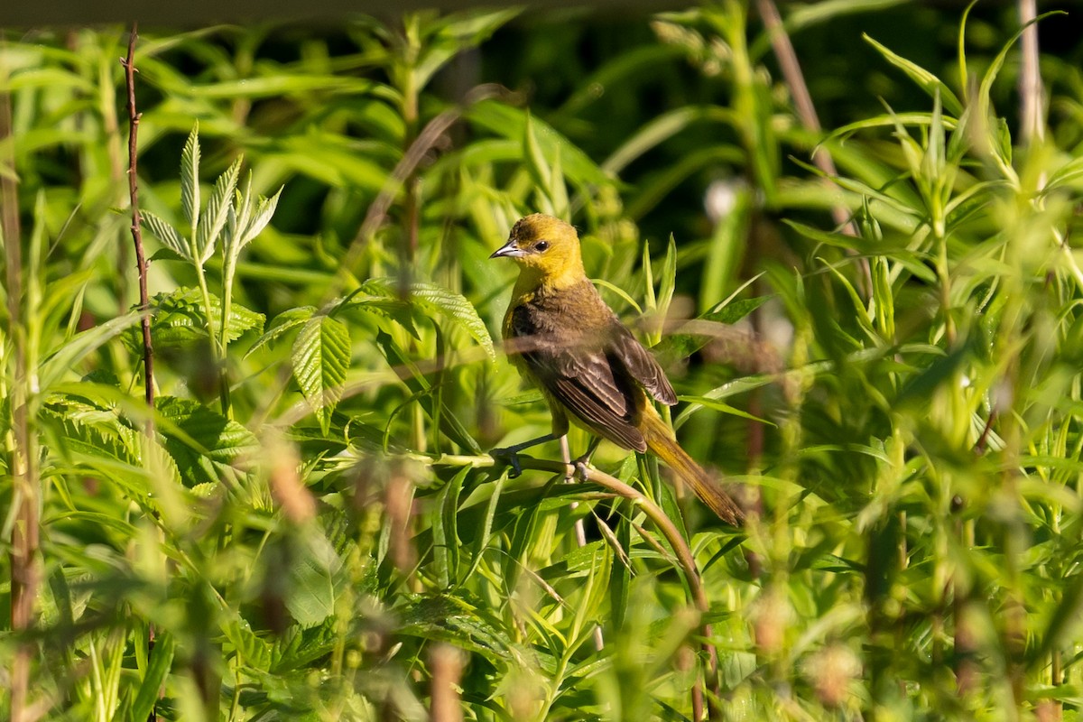 Orchard Oriole - Isaac Howell