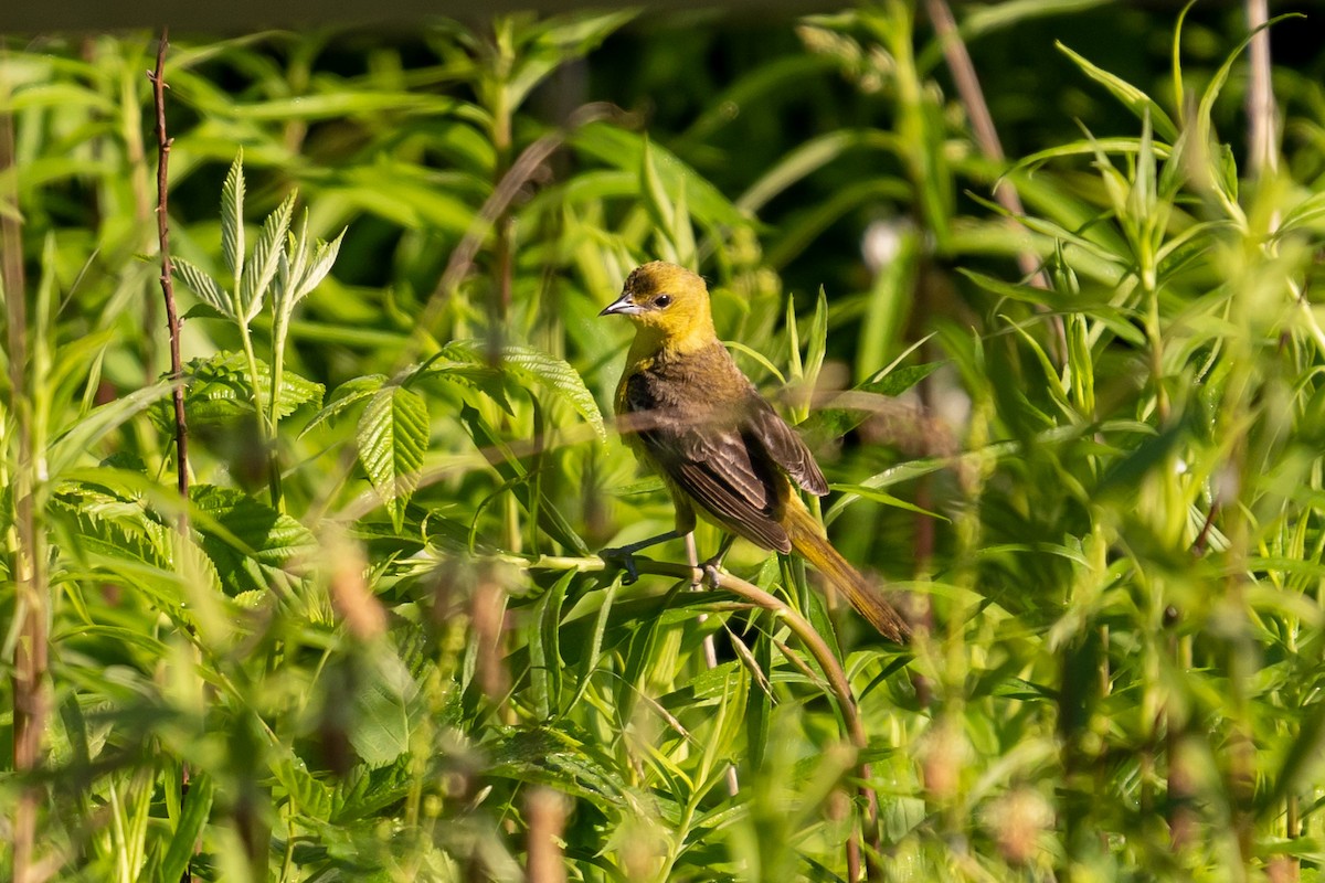 アカクロムクドリモドキ - ML455492361