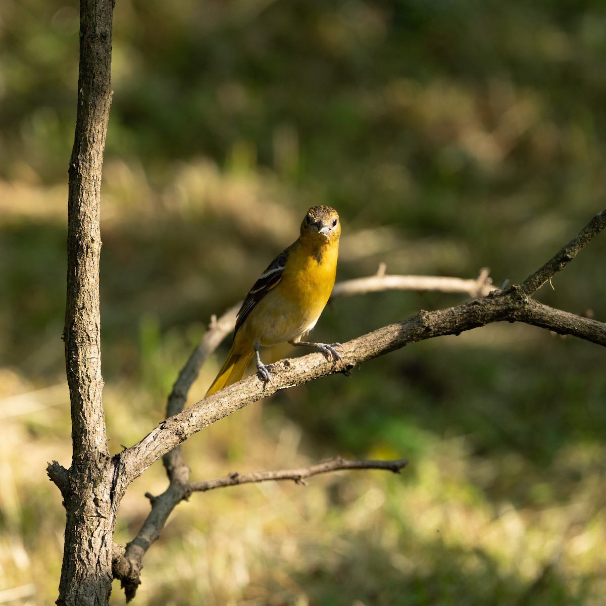 Orchard Oriole - Isaac Howell