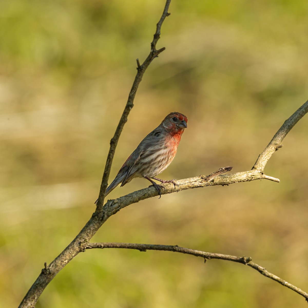 House Finch - Isaac Howell