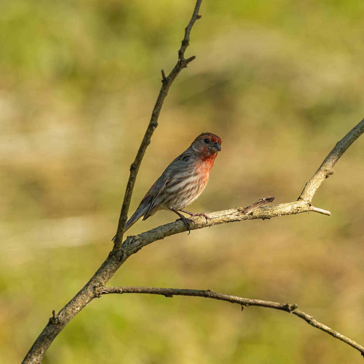 House Finch - ML455492561