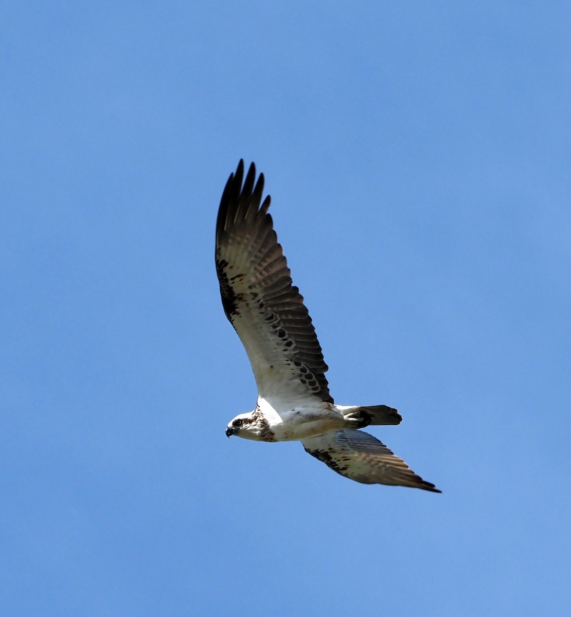 Balbuzard pêcheur - ML455493081