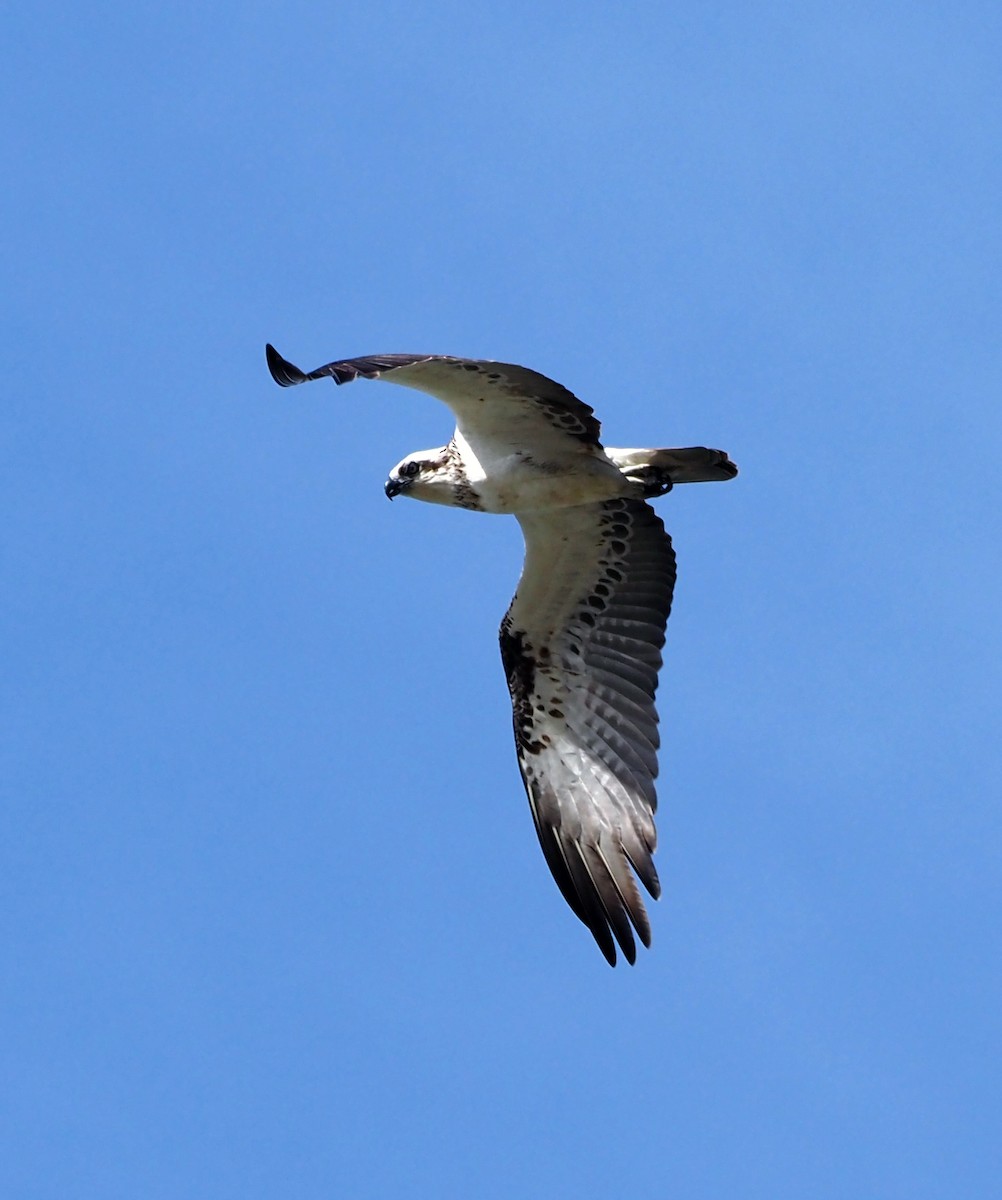 Águila Pescadora - ML455493141