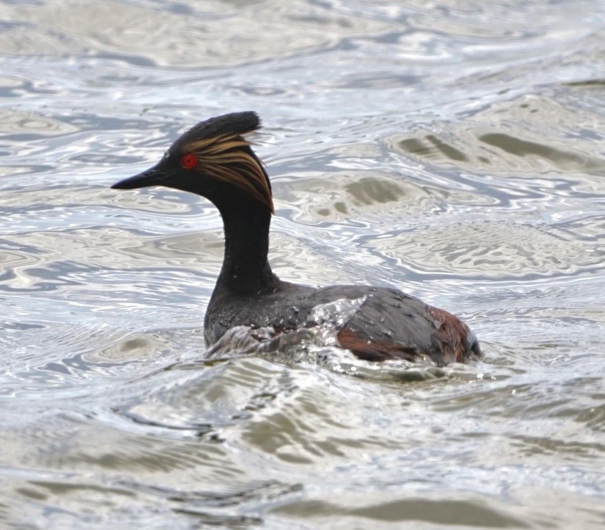 Eared Grebe - ML455494131