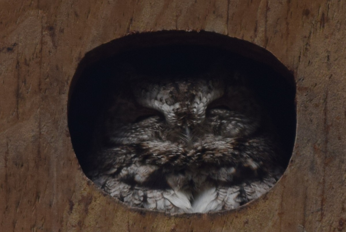 Eastern Screech-Owl - ML45549481