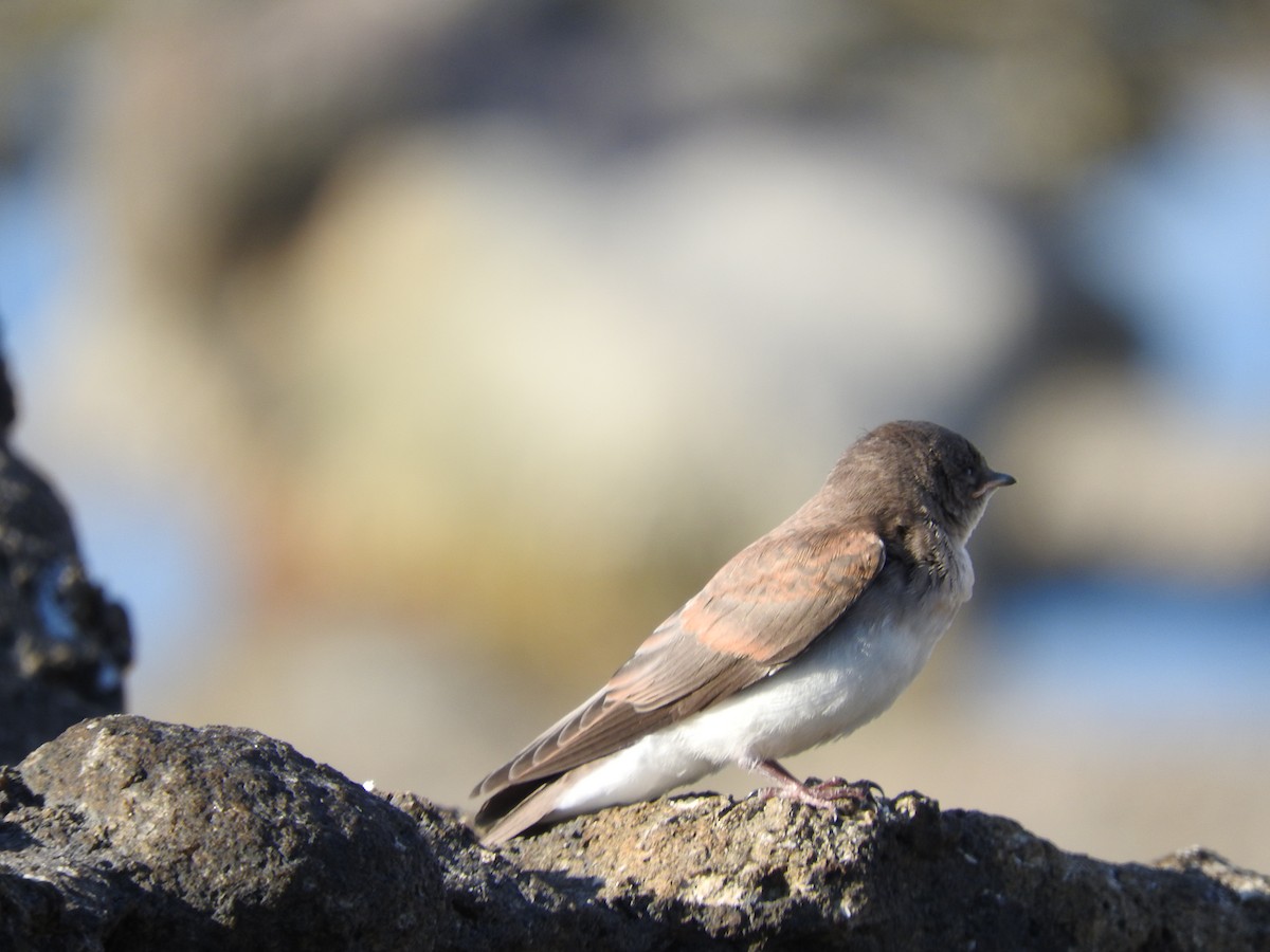 Northern Rough-winged Swallow - shobak kythakyapuzha