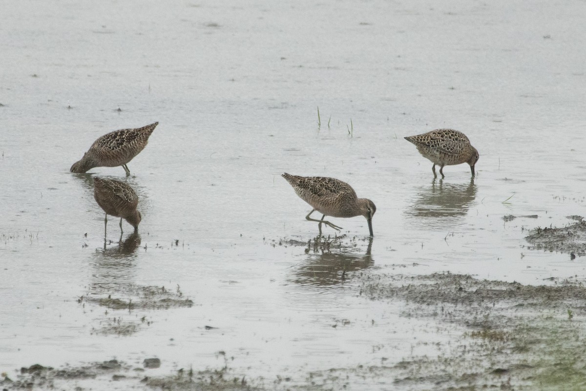 Long-billed Dowitcher - ML455497131