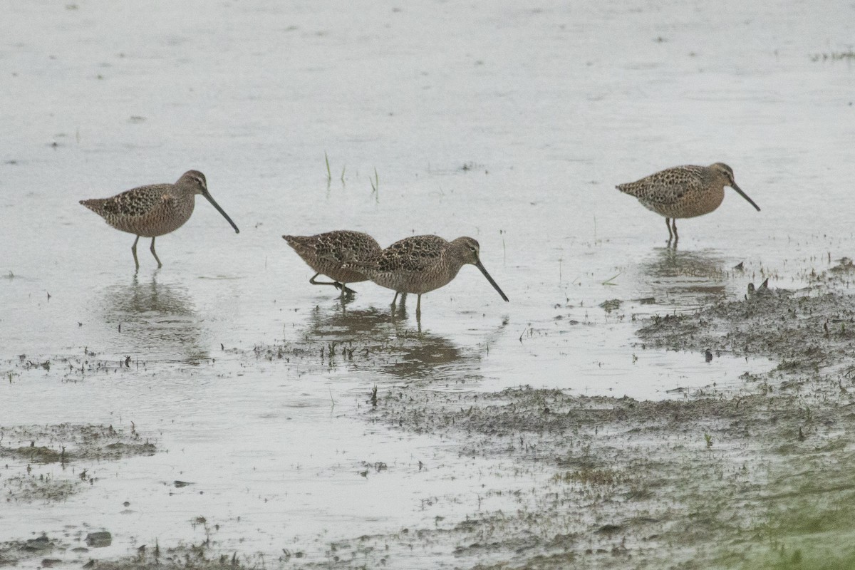 Long-billed Dowitcher - ML455497161