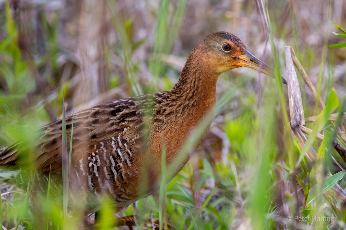 King Rail - Peter Hamner