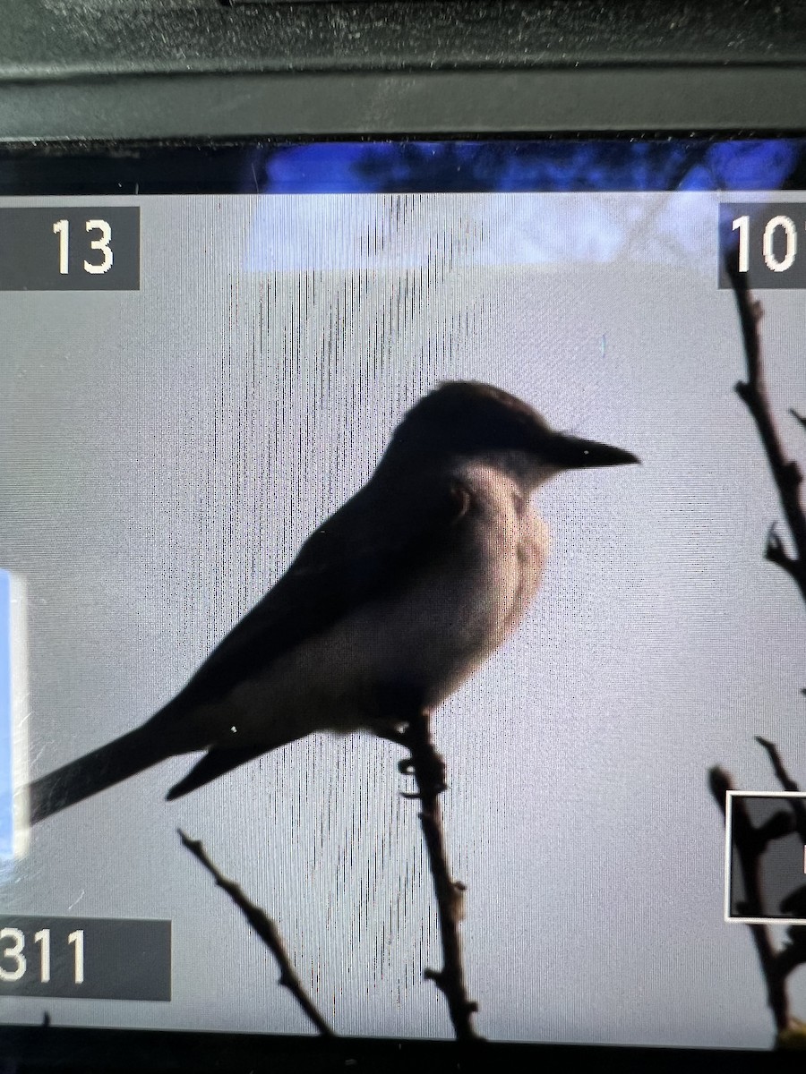 Gray Kingbird - ML455497791