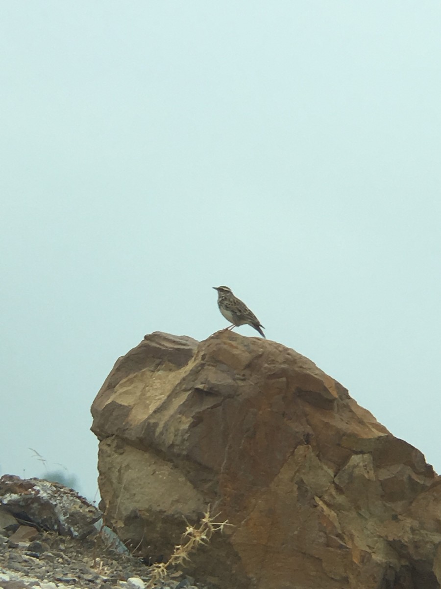 Wood Lark - Savvas Grigoriadis