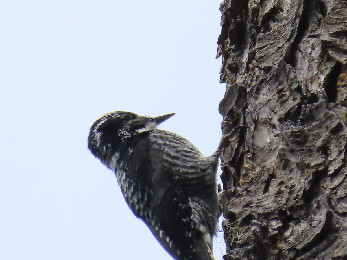 American Three-toed Woodpecker - ML455500951