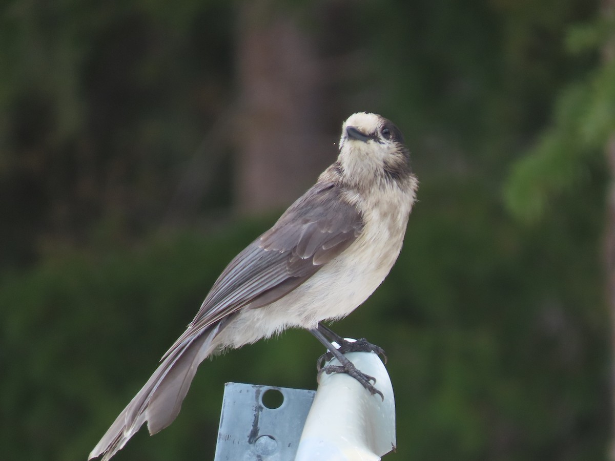 Canada Jay - ML455501101