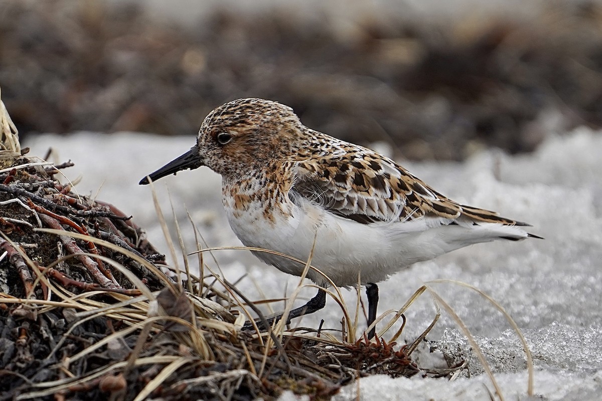 Bécasseau sanderling - ML455501171