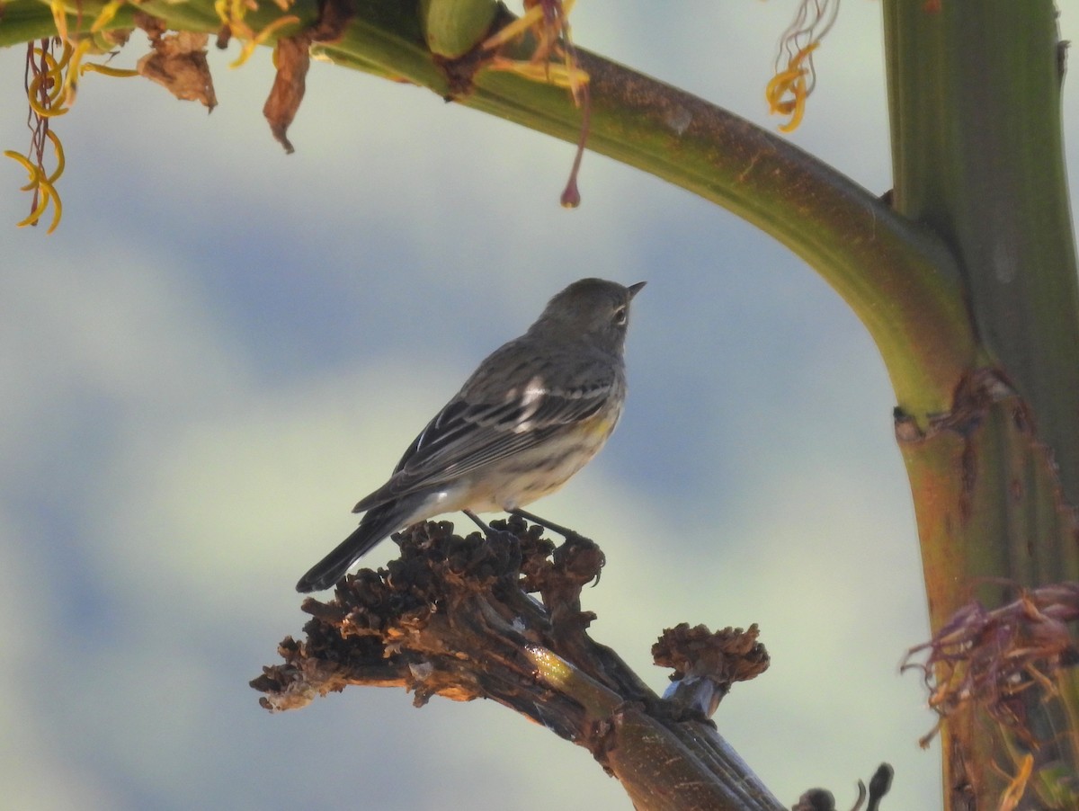 Reinita Coronada (auduboni) - ML455501221