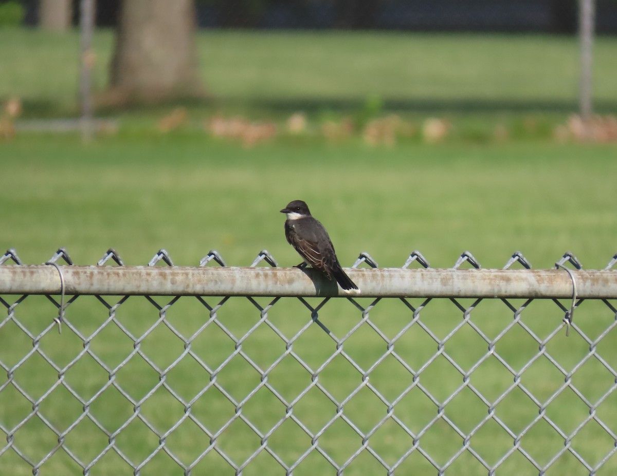 Eastern Kingbird - ML455501781